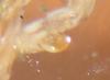 Dasyhelea sp.